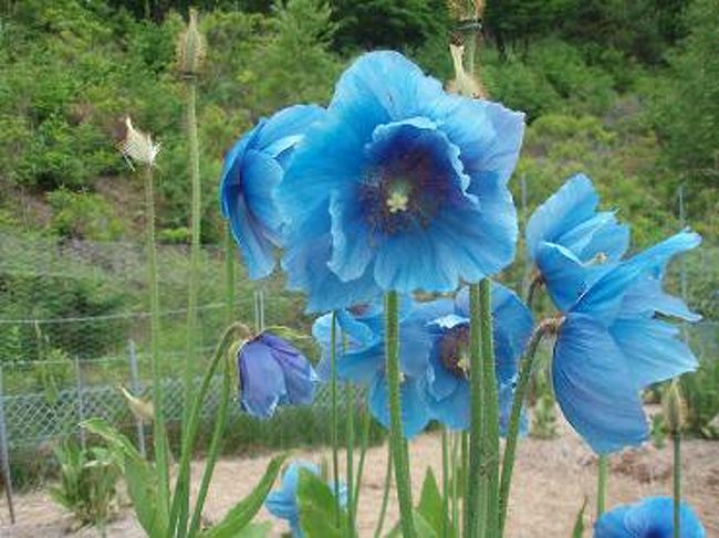 ヒマラヤの青いケシの花 長野県の旅行記 ブログ By クレア さん フォートラベル ヒマラヤの青いケシの花 長野県の旅行記 ブログ By クレア さん フォートラベル