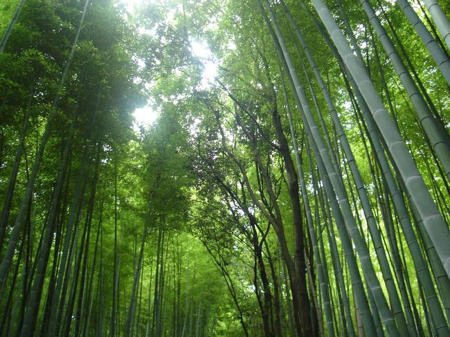 竹林の道。<br />緑がキレイだから、足取りも軽いです♪