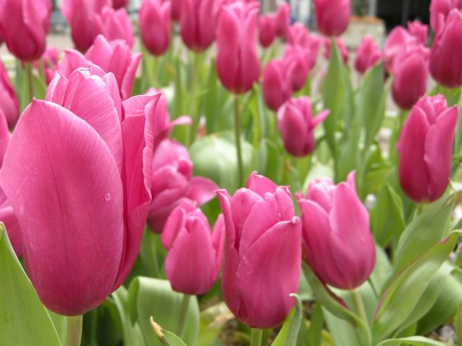 【１日目】<br />ハウステンボスの中ではチューリップ祭の真っ最中。<br />いたる所に見たことあるものから、ないものまで<br />たくさんのチューリップが咲いていました。<br />昨日まで雨だったせいか滴る水も綺麗です。