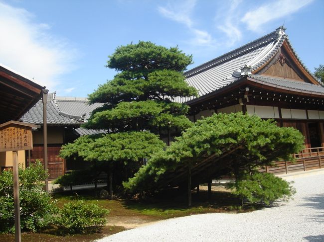 陸舟の松。<br />京都三大松の一つだそうです。<br />あとの二つはどこにあるんでしょう？