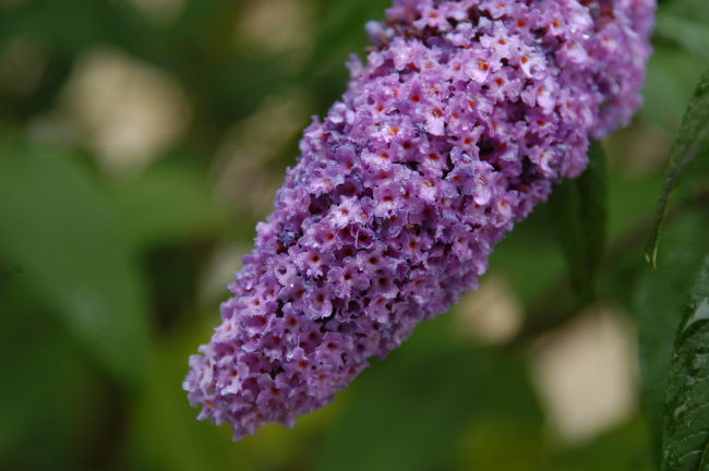 「ブッドレア」　　　　<br /><br />街のエリア「ふれあい花壇」にて<br />