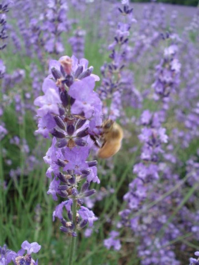ブン、ブン、ブ〜ン　ハチが飛ぶ〜♪<br /><br />みつばちも大忙し。おいしい蜂蜜つくってねー♪
