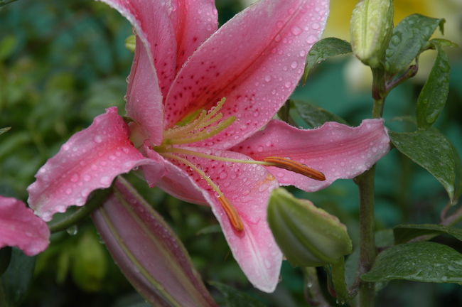 「ユリ」　　　<br /><br />里のエリア「モネの庭」にて　<br />