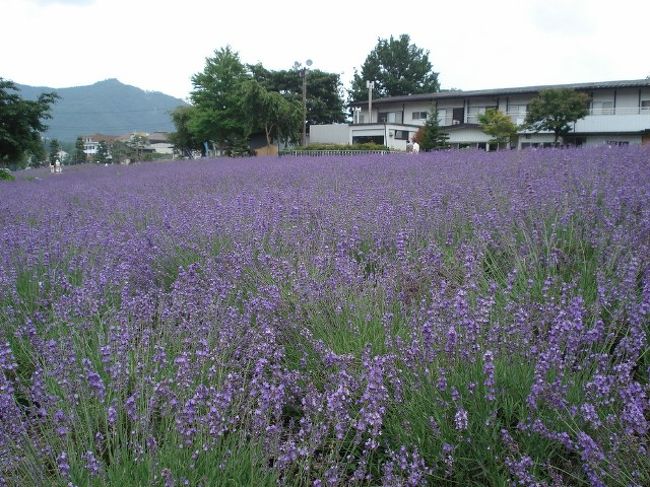 あ〜、北海道はいいね〜富良野と思い込もうと試みる