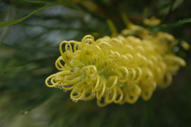 「グレビレア」　　　　<br /><br />西側エリア・北駐車場横の見晴らしの丘にて<br />