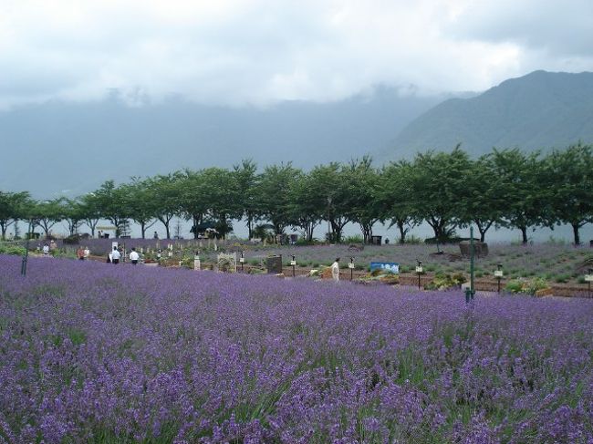 が、ふりむけばやっぱり河口湖〜…<br /><br /><br />いや、いいんです。北海道に行けない悔しさもこの<br /><br />ラベンダーですっかり癒やされて充分堪能できました☆