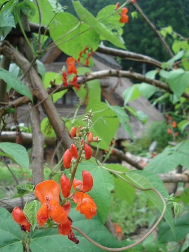 朱色のかわいい花☆何かマメ科の植物ですね。
