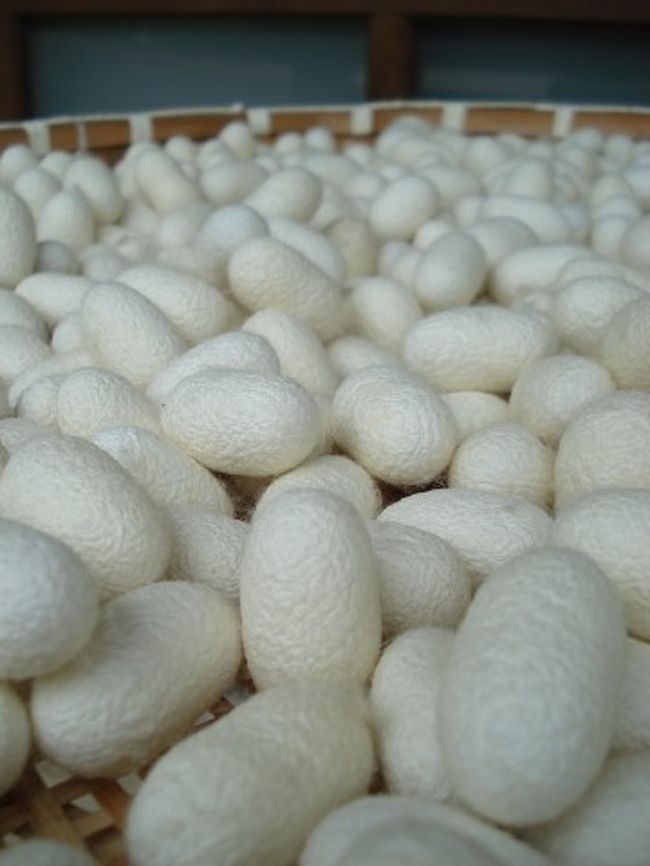 まゆ玉　今では珍しくなりましたね〜