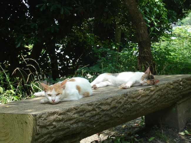 あまりの暑さに猫もバテています。