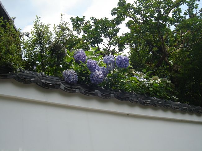 白壁に紫陽花がキレイ。