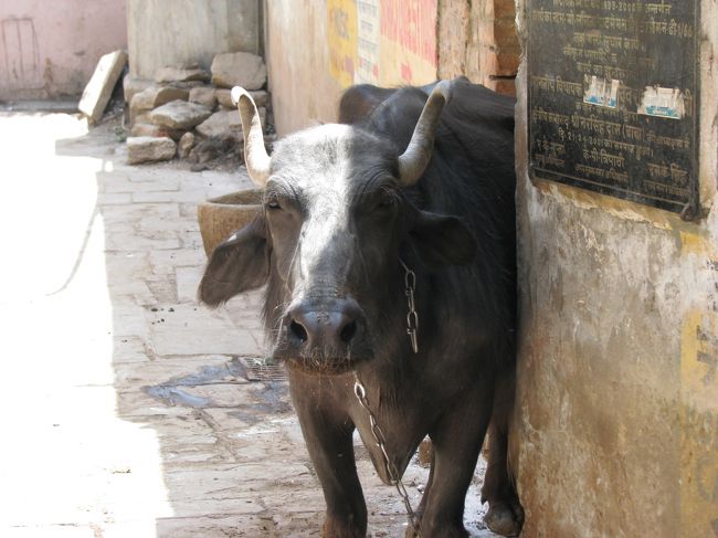 牛も若干ボ〜っとしてるような！？<br />そういえば鳴いてるトコを見たこと無いなぁ。