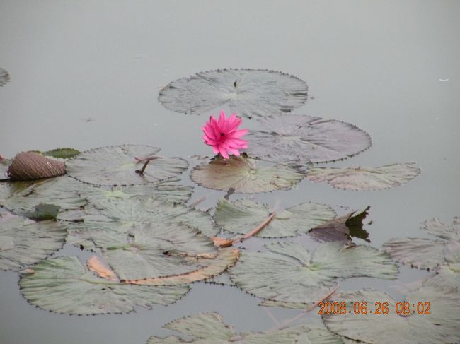 蓮の花。<br />この旅で初めて<br />咲いているのを見ました。<br /><br /><br />ホテルに戻って、朝食。<br />集合時間まで仮眠を取りました。<br /><br /><br /><br />