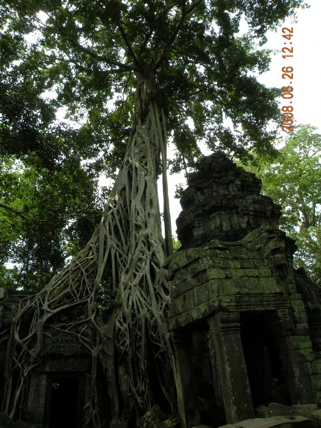 スポアンの上から<br />別の植物がからみついて<br />中の木はダメになりつつありました。<br /><br /><br />実はここで見たいものがありました。<br />ここのサイトを見ていた時に<br />ある写真が紹介されていて。<br />注意深く周りを見てましたが分からず。<br />ふいにティさんが指さした先には…<br /><br />