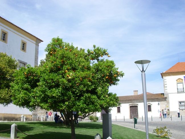 オレンジがたわわについていて、美味しそうだった