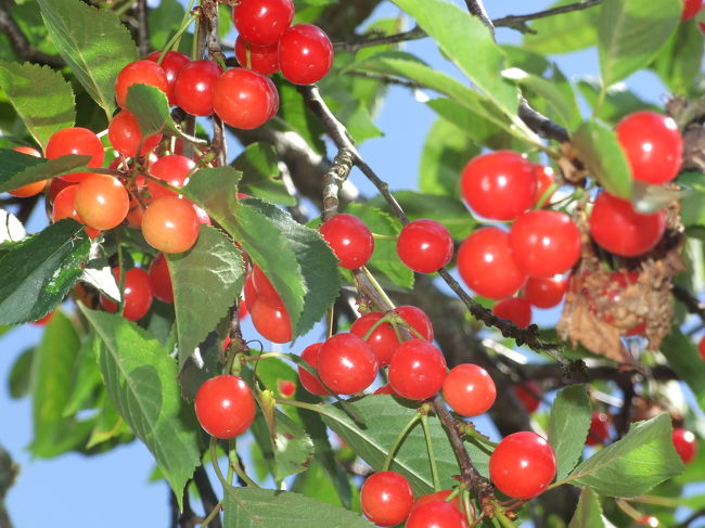 チェリーがほんとに食べきれないほどあちらこちらになっていて、「食べて！食べて！」と誘惑してきます。