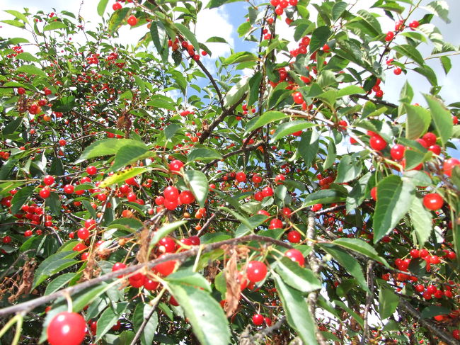 これはほんと凄い数です！