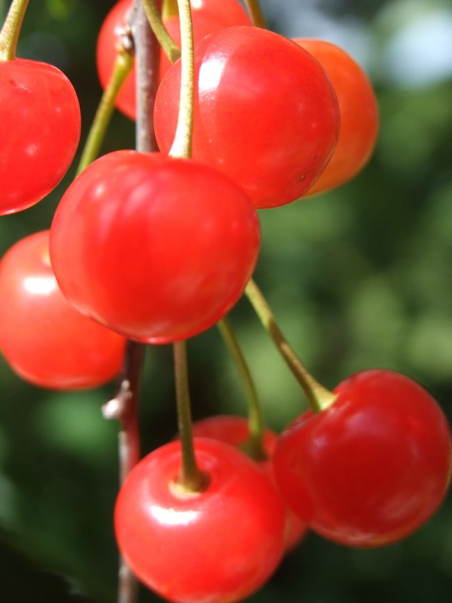 チェリーのクロースアップ。色っぽいですね。