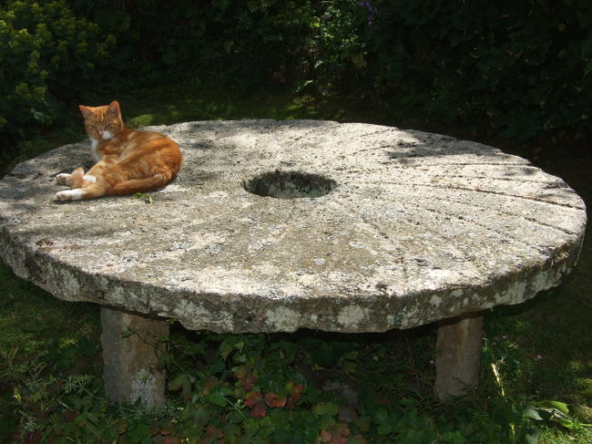 猫ちゃんものんびりしています。