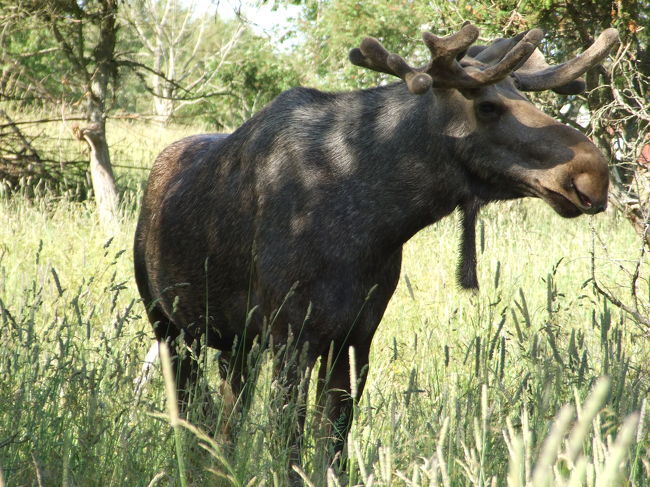 さて、場所を変えて、ムース見物です。森に出かけても、ムースが出てくる可能性がありますが、今回はフェンスの中にいるムースを見に行きました。それでも広大なフェンスの中でムースを見かける確立は低いのです。