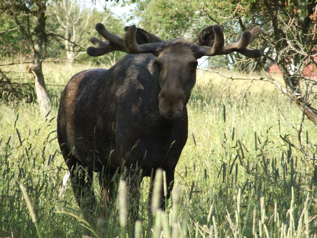 抜群のタイミングでムースが見られたわけです。日本ではヘラジカ、またはオオジカと呼ばれて、ヨーロッパでは基本的にエルクと呼ばれています。ムースという名前はアメリカでよく呼ばれる名前です。
