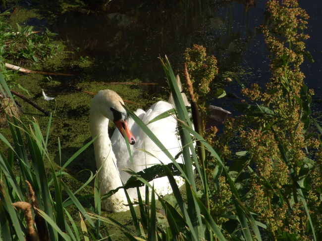 鶴がいなくても、他にいっぱい鳥が集まっています。バードウォッチャーの名所ですね。