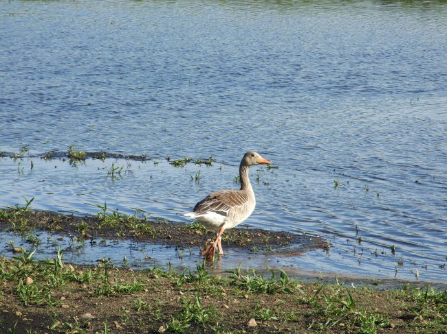 いろんな種類の鴨もいました。