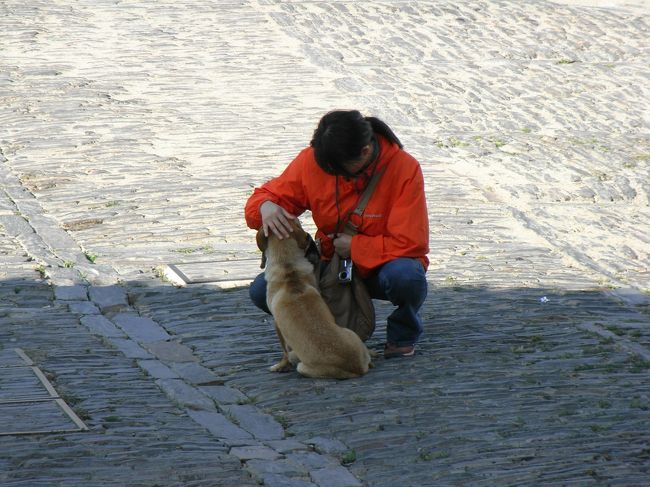 ワンちゃんがいた。<br />モンサラーシュに行った方のブログや旅行記に<br />度々登場するワンちゃんだと思う。<br />子供を産んで、その子が死んでしまったらしく、<br />死んだわが子をくわえて、クンクン鳴いていた。<br />「なんとかして」という感じで、足元にぴったり寄り添ってこっちを見上るけど、<br />どうにもしてあげる事ができず、可哀想だった。<br />
