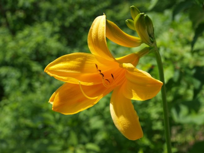 名前がわかりませんがきれいな高山植物