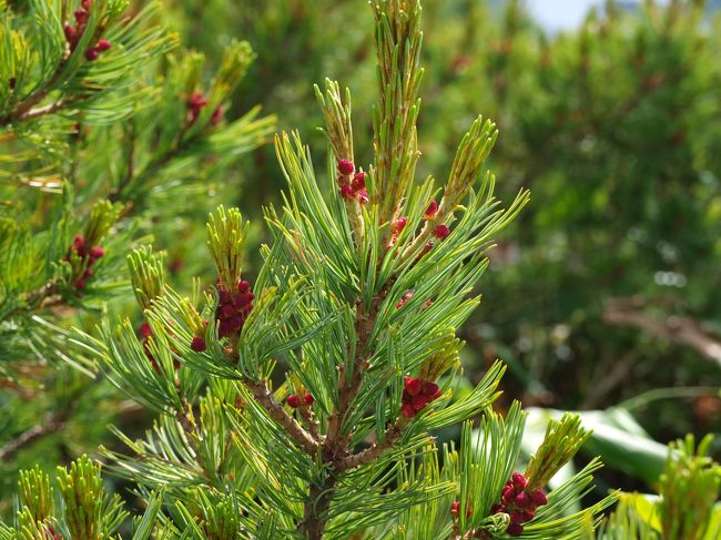 高山植物２<br />鮮やかな色です。