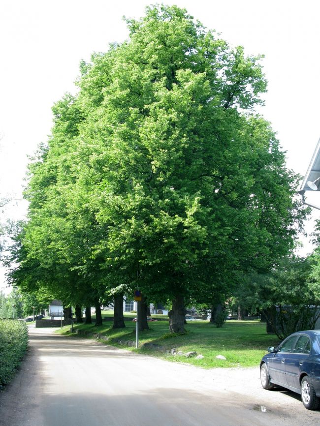 旧市内を出て，タクシーを探すがいないので，バスターミナルまで戻ることにする．