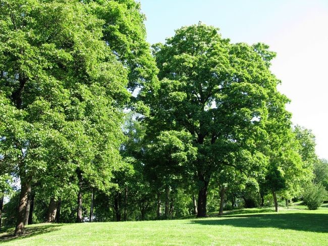 講演の緑が美しい