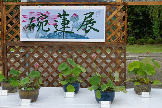 盛夏の京都府立植物園へ 碗蓮展が見たくて 今出川 北大路 北野 京都 の旅行記 ブログ By Jyugonさん フォートラベル 盛夏の京都府立植物園へ 碗蓮展が見たくて 今出川 北大路 北野 京都 の旅行記 ブログ By Jyugonさん フォートラベル