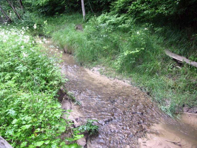 途中の小川を超えると階段．ここで急に雨が強くなり木陰で１０分ほど雨宿り．