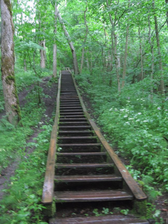 暗い森の階段を昇る，１０分は上った