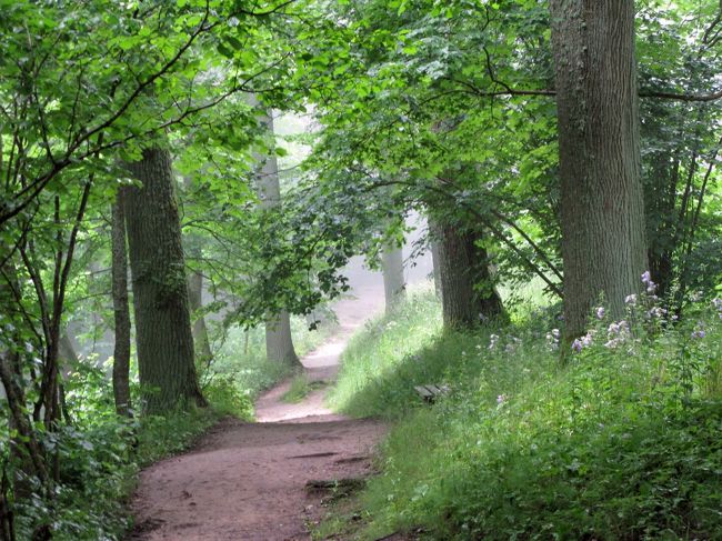 急に少し晴れ間が出て日が差してきた．周りは霧が立ち込める．