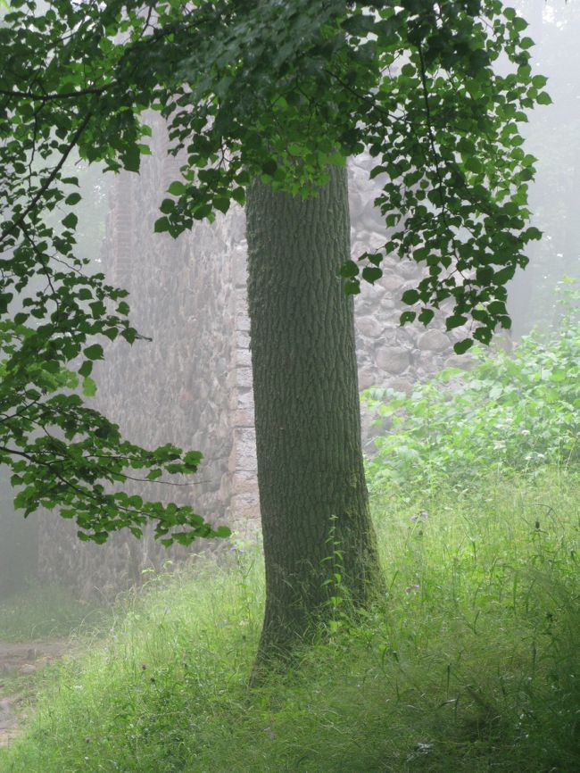 霧の中に突如Krimulda城址が，これは幻想的だった！フンパーディンクのヘンゼルとグレーテルの音楽が頭をよぎる．ヨーロッパの森は本当に幻想的だ．