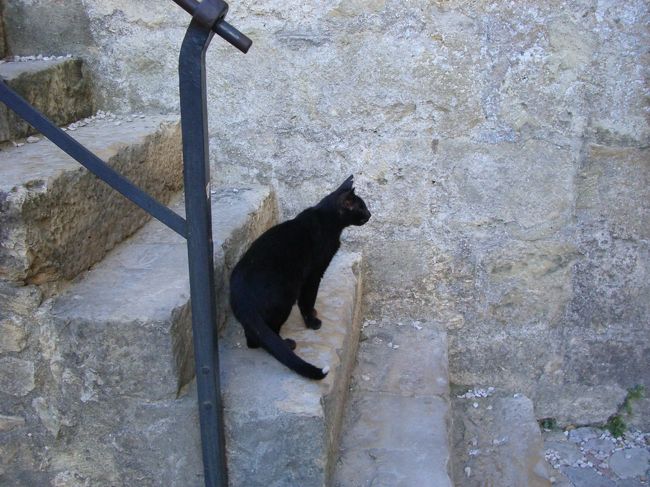 城内に猫がいました。