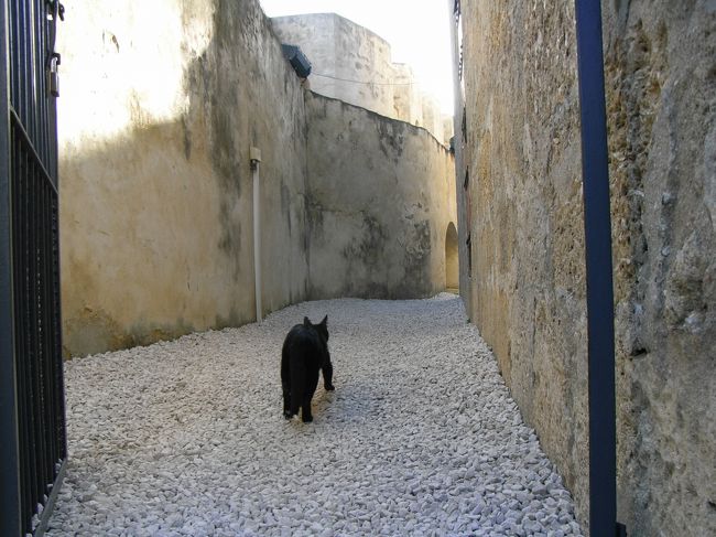 ついていってみます。