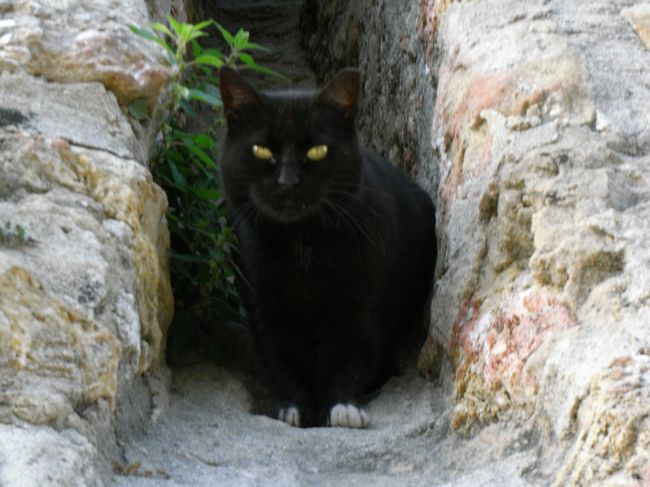 にらまれました。<br />