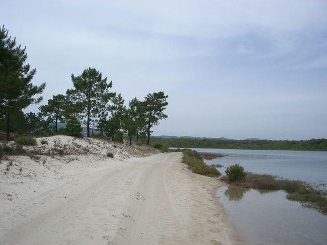 帰りは川の方に出て引き返すことに。<br />でも、砂浜を歩いているように歩きにくく、<br />大失敗。