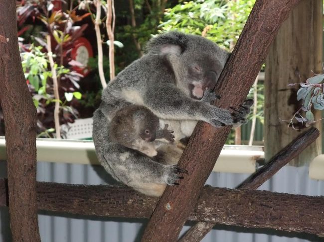 その後、コアラの飼育室へ。<br />触れそうな位近いし、<br />柵も腰の高さまでしかありません。<br /><br />ラッキーな事に、1匹のコアラが赤ちゃんを抱っこ中。<br />可愛い〜♪<br /><br />でもすぐに袋に入っちゃいました。