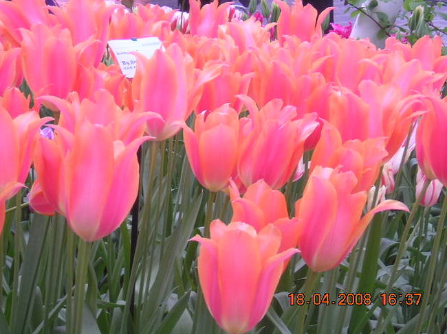 露地と違った美しい花がいっぱい♪