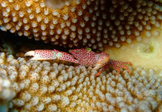 サンゴの隙間でよく見られるカニです。<br />今回は珍しく綺麗に写せました。