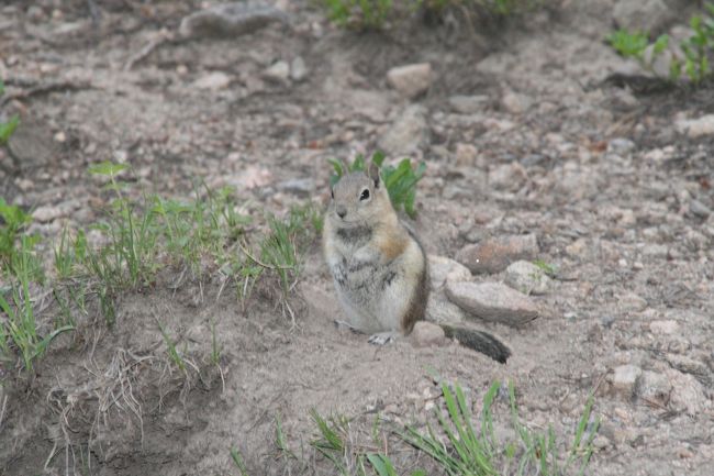 時々止まってはこちらの動向を伺います。しんちゃんが見られている！