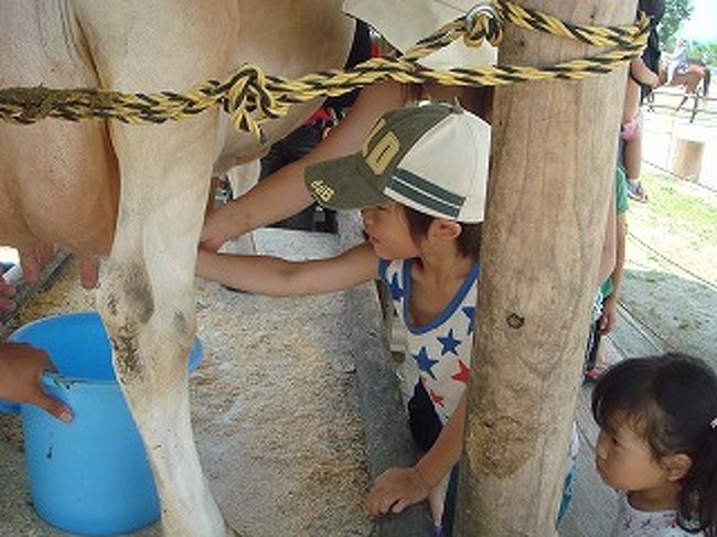 3.お母さんのオッパイと一緒だね！<br />牧歌の里の中を流れるせせらぎに掛かるさくら橋を渡ってミニ牧場へ行ってみる。羊の放牧や馬牛などが飼育され、乗馬体験もできる様になっていた。<br />偶然牛の乳搾り体験をしていた。小さい子供たちが競って牛の乳を触っていた。恐る恐る乳房に触った女の子が「あ〜　お母さんのオッパイと一緒だ！」と大きな声で叫んだ。<br />乳房が4個あるこの牛は、我々が見慣れたホルスタイン牛ではなく、茶色のジャージー牛だそうだ。2.5Lほど搾乳できるそうですよ。<br />木ぽっくりミュージアムを見学する。ピノキオの世界だね。<br />入園券に付いていたソフトクリームのサービスを受ける。<br />ラベンダー色のソフトクリームだ。<br />入園券の半券を持って次回4ヶ月以内に来園すれば50パーセントＯＦＦになると書かれている。<br />この牧歌の里の事業主体は、株式会社　ヒルトップと言う会社だが中堅スーパーバローグループの一員だそうだ。<br />平成8年3月 <br />      事業内容 動植物公園、飲食販売、土産販売 <br />      資本金 2億1千万円 <br />      従業員数 110名 <br />