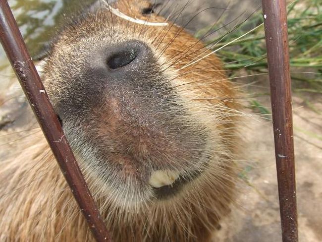 上総牛久駅で降りて、ぞうの国の無料送迎バスに乗り込んだら、15分程で到着！！<br /><br />いきなりカピバラさんのドアップです（＾∀＾）