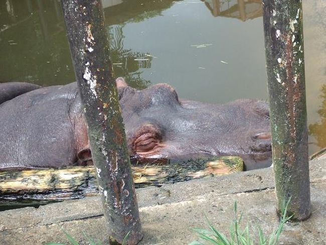 とっても暑かったので、ほとんどの動物がダルダルモードでしたねえ。<br />カバさんは水に浸って寝てましたｚｚｚｚ。。