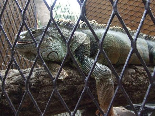 イグアナっす。<br />一点を見つめて動きません。。。