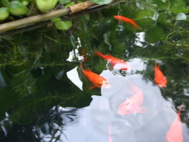 金魚が泳いでました。<br />なんか夏ってカンジで涼しげでしょ♪