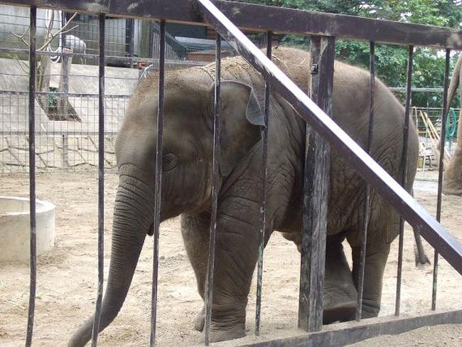 ここで生まれた象の【ゆめ花】（ユメカ）ちゃん。<br />ちっちゃくてかわいかったっす☆